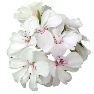 Afbeelding van Geranium Hang P12 Double Royal White
